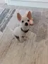 чихуахуа мини мъжки 4мец., снимка 5