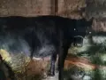 женско теле 11 месеца , снимка 2
