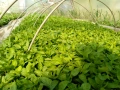 Готов разсад домати краставици тиквички ягоди, снимка 7