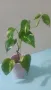Епипремнум ауреум голдън(Epipremnum aureum golden) , снимка 2