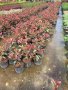 Фотиния photinia red robin 50-60см, снимка 1 - Градински цветя и растения - 40766433