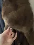 Палто естествен косъм норка, снимка 12