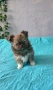 чихуахуа момченца , снимка 7