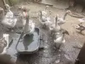 Патки/гъски люпени тази пролет , снимка 1