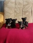 Пинчер мини , снимка 13