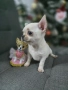 Чихуахуа, снимка 4