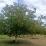 Продавам градински орех , снимка 4