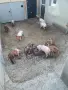 Свободни малки прасенца , снимка 8