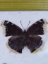 Пеперуди. Препарирани. Рамка. Естествени. Пеперуда , снимка 5
