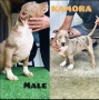 American Bully XL, снимка 9