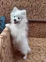 мъжки и женски мини шпиц , снимка 3