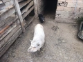 Продавам виетнамски прасета, снимка 8