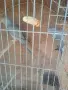продавам малки александри, снимка 9