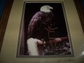 Подписана рамкирана художествена фотография на белоглав орел, снимка 3