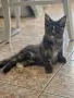 котенца Мейн Куун, снимка 14