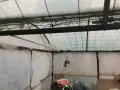двоен парник 7х7 с плъзгащи врати, снимка 3