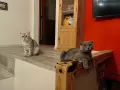 правоухи и клепоухи шотландски котета, снимка 12