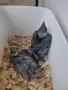 Свещена говореща мейна, снимка 4