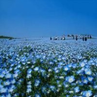 100 бр редки семена от цвете цветя синя вечерна иглика лесни за засаждане в градината градински деко, снимка 13 - Стайни растения - 37707697