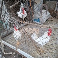 Продавам, снимка 1 - Кокошки и пуйки - 44242491