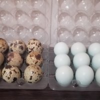Пъдпъдъчи яйца за консумация и оплодени 