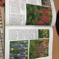 Цветна Енциклопедия - A-Z of perennials -Successful Gardening, снимка 11 - Енциклопедии, справочници - 30873235