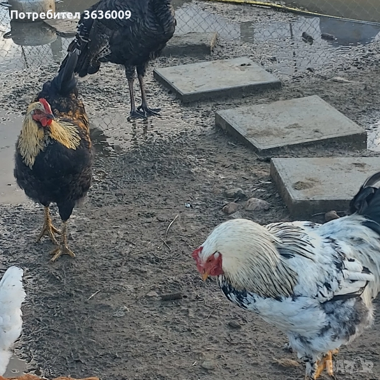 Продавам петли , снимка 1