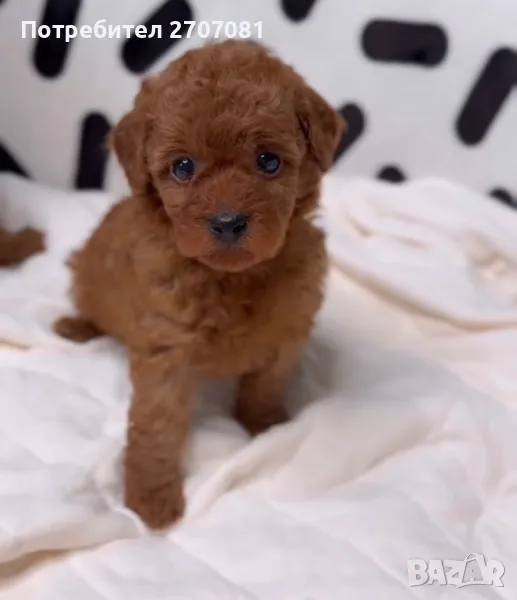 Той пудел, снимка 1