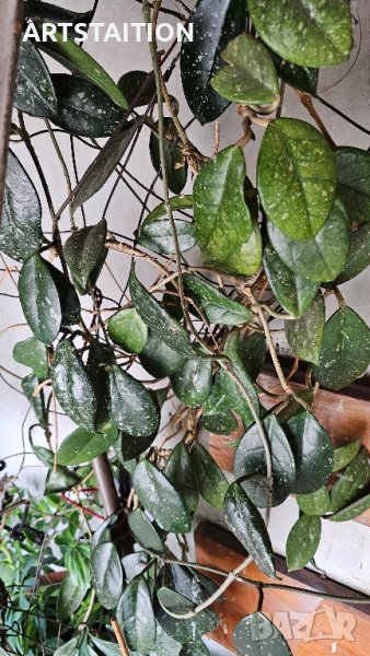 Хоята (Hoya), наричана още восъчно цвете е едно от най-непретенциозните стайни растения.
, снимка 1