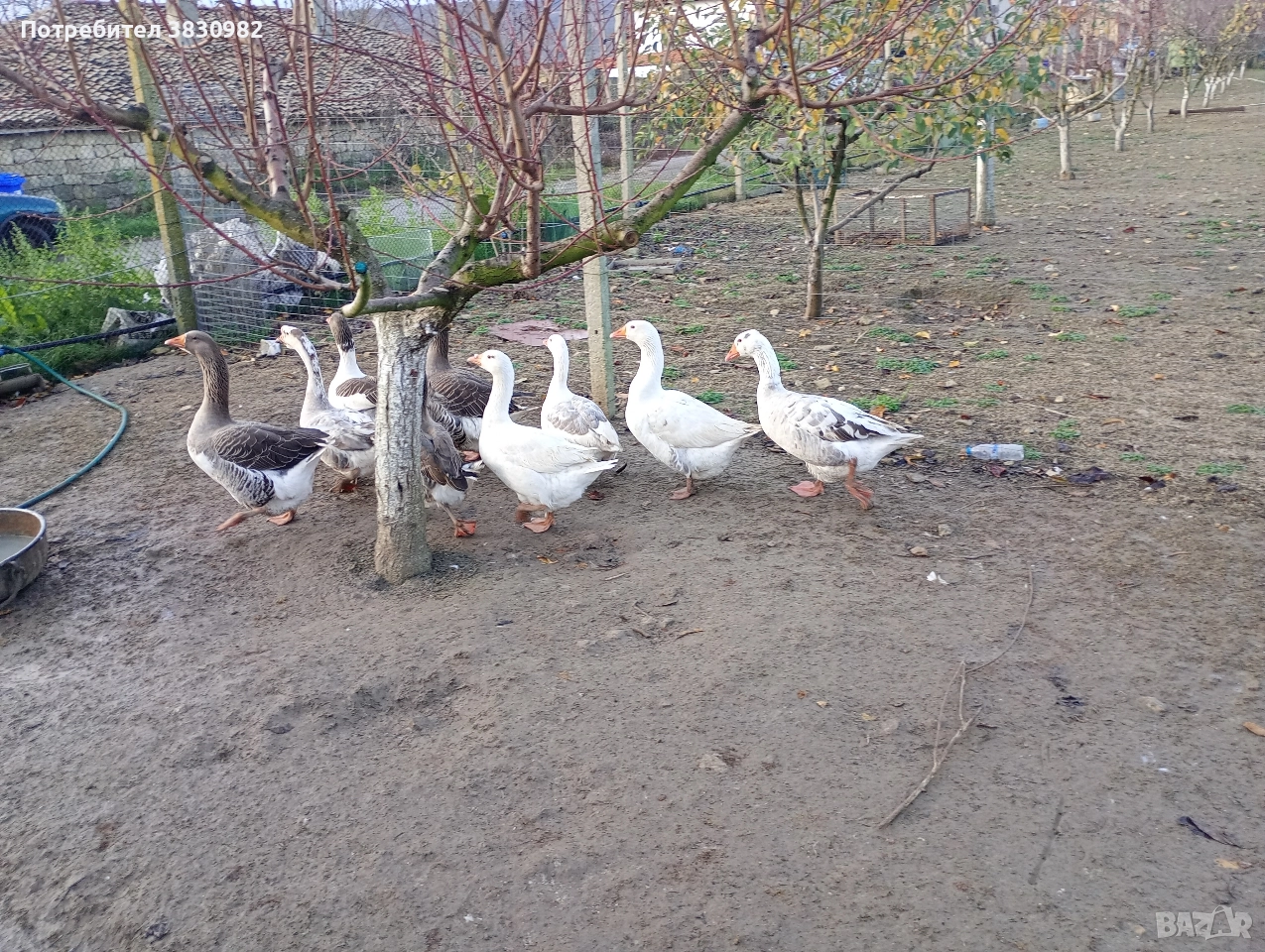 Продавам гъски, снимка 1