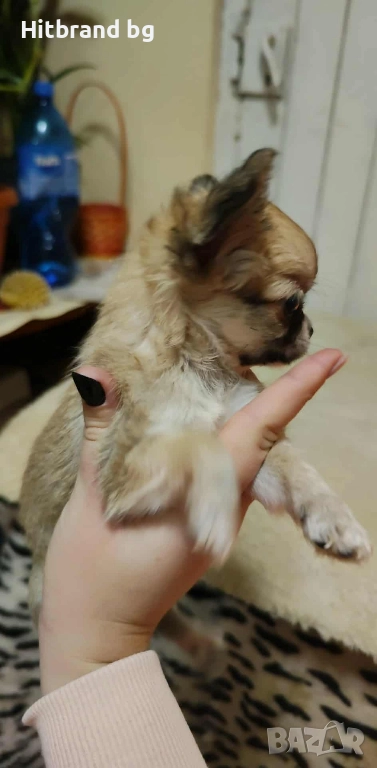 Мини Чихуахуа, снимка 1