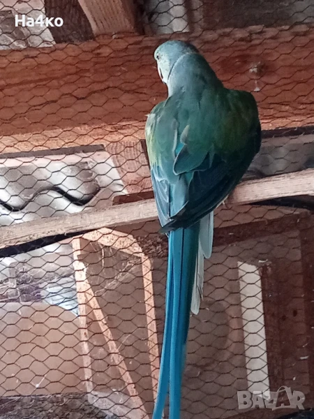 Продавам мъжки малък Александър, снимка 1