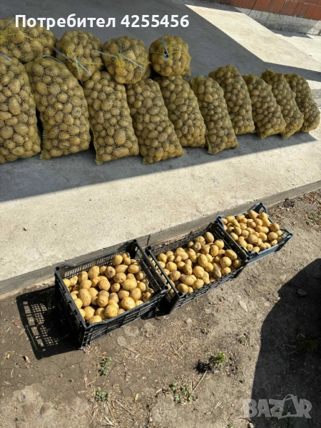 Продавам картофи , снимка 1