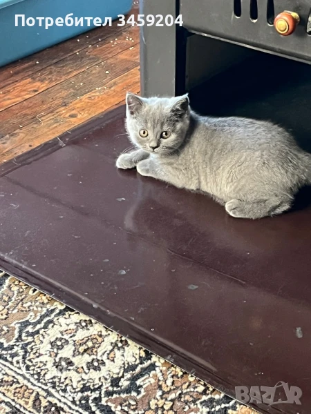 Британско коте, снимка 1