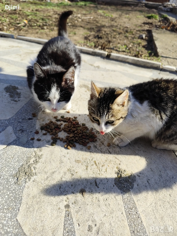 Подарявам две сладки котенца., снимка 1