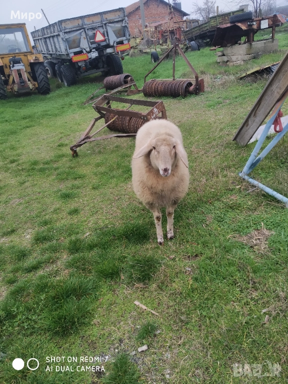 Продавам агне, снимка 1