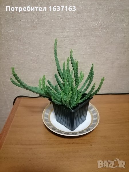 Стапелия, снимка 1