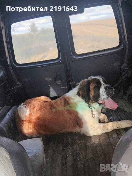 женски санбернар, снимка 1