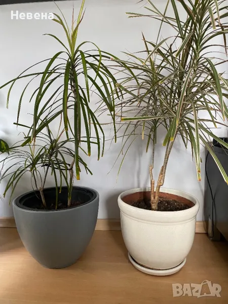 Драцена(шарена и зелена), снимка 1