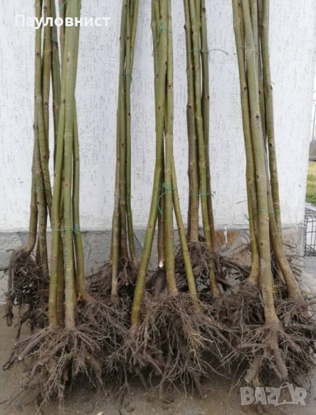 Фиданки и пънчета от пауловния томентоза , снимка 1