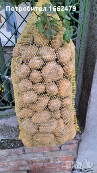 Самоковси картофи сорт Сорая, снимка 1
