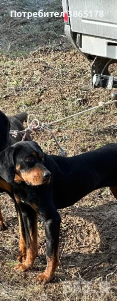 Лудогорско гонче 1 г, снимка 1