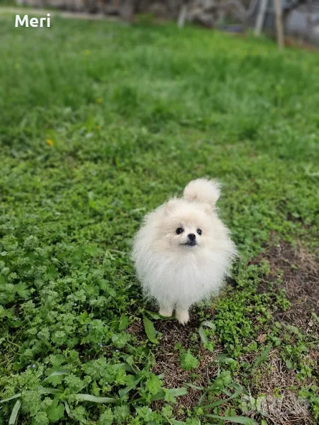 мъжки померан на 7 месеца, снимка 1