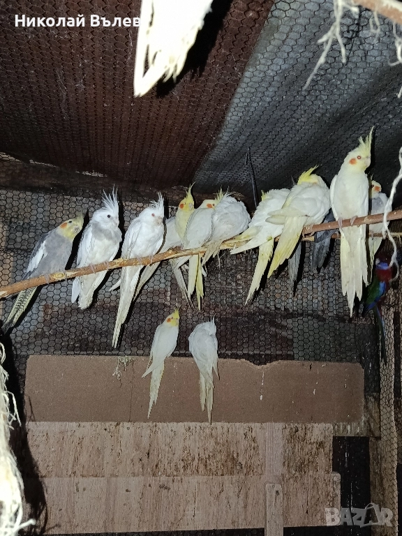 Корели, снимка 1