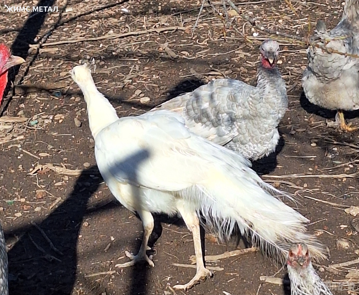 Женски пауни, снимка 1