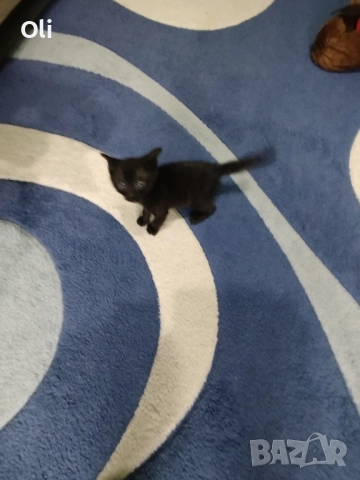 Мъжко коте търси дом, снимка 2 - Други - 52509571