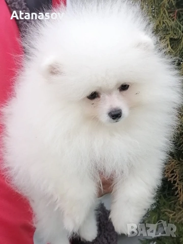 Померан Померанче