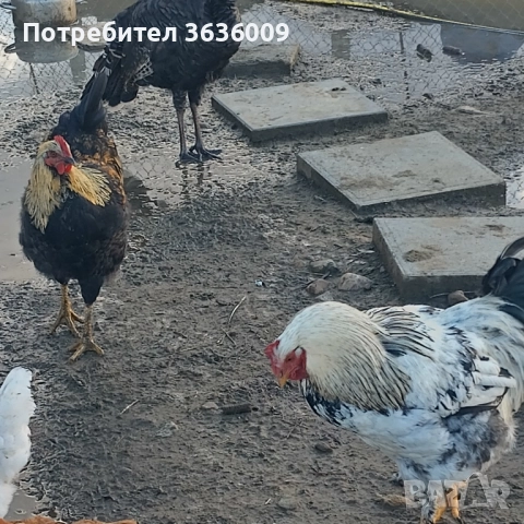 Продавам петли 