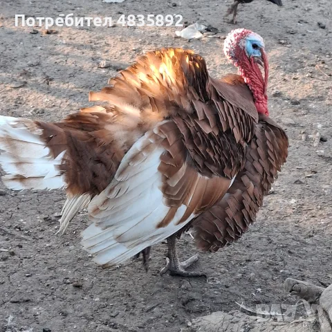 Пуяци Ред Бърбан, снимка 3 - Кокошки и пуйки - 56330174