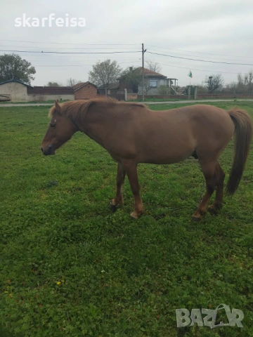 Страхотен кон , снимка 3 - Коне - 54265488
